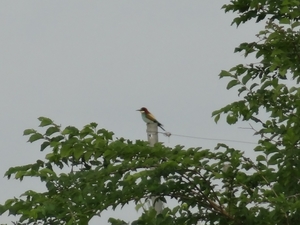 DSC06360