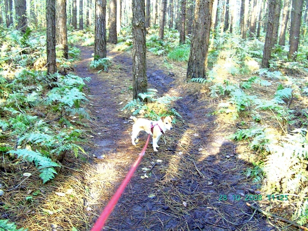 2008-10(okt) 28 Tessenderlo 006