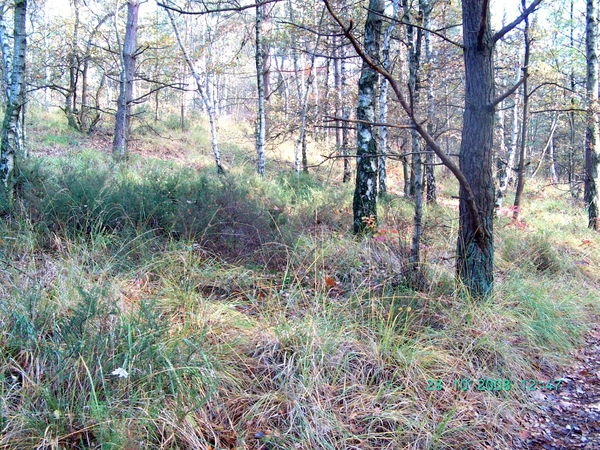 2008-10(okt) 28 Tessenderlo 010