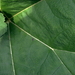 JC 0059 Blad van de Gunnera chilensis in Plantentuin Leopoldstraa