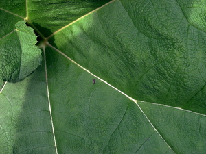 JC 0059 Blad van de Gunnera chilensis in Plantentuin Leopoldstraa