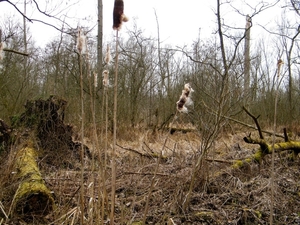 2018_03_23 Wellemeersen Denderleeuw 14