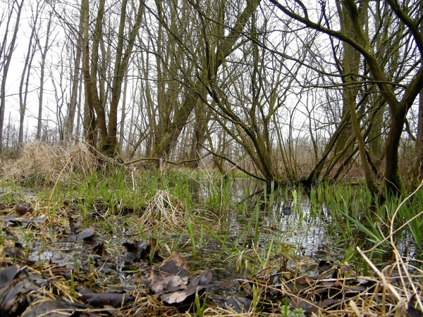 Wellemeersen Denderleeuw