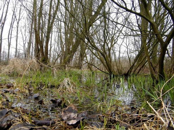 Wellemeersen Denderleeuw