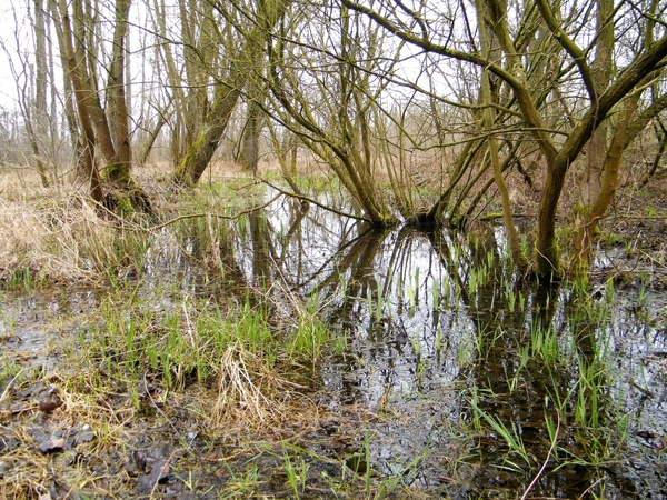Wellemeersen Denderleeuw