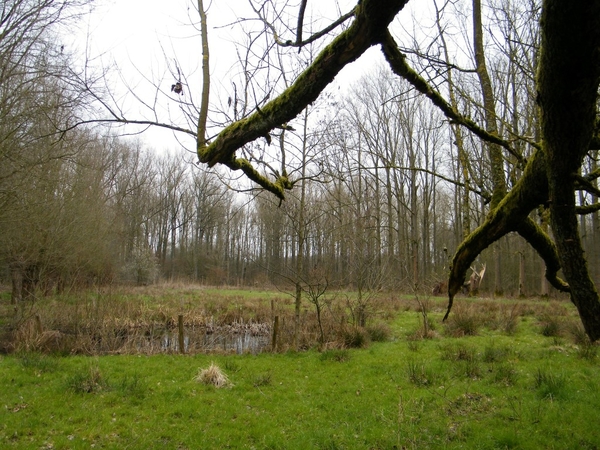 Wellemeersen Denderleeuw