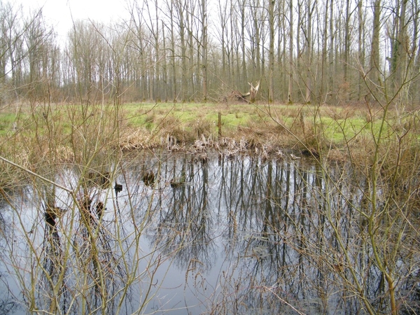 Wellemeersen Denderleeuw