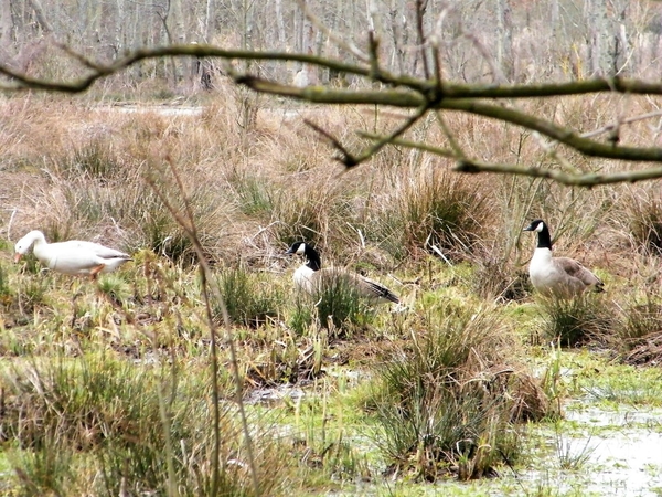 Wellemeersen Denderleeuw