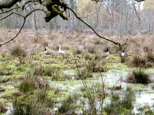 2018_03_23 Wellemeersen Denderleeuw 30