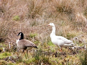 2018_03_23 Wellemeersen Denderleeuw 32