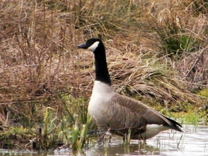 2018_03_23 Wellemeersen Denderleeuw 34