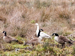 2018_03_23 Wellemeersen Denderleeuw 35