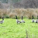 2018_03_23 Wellemeersen Denderleeuw 40