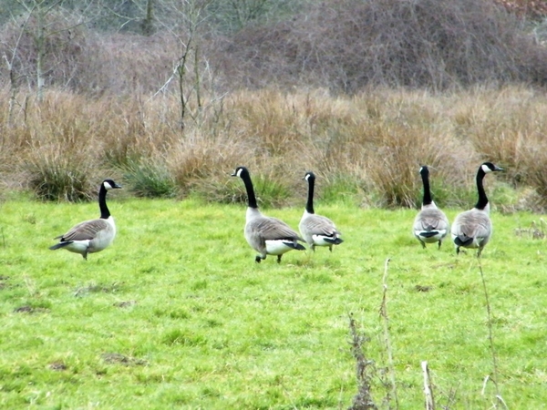 2018_03_23 Wellemeersen Denderleeuw 40