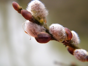 2018_03_23 Wellemeersen Denderleeuw 57