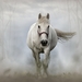 horse-1864334_960_720