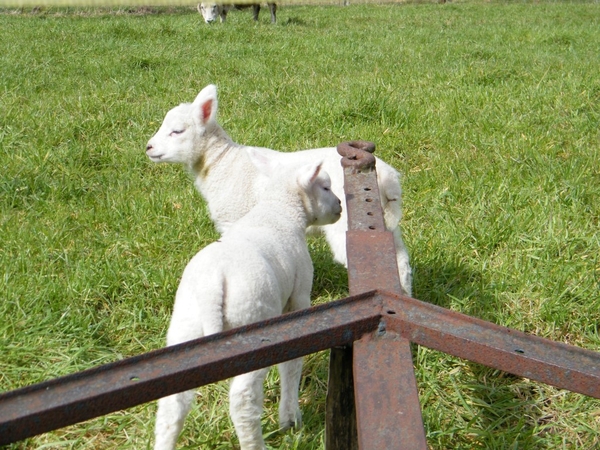 Lentetocht Pajotten Pamel