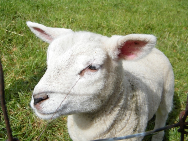 Lentetocht Pajotten Pamel