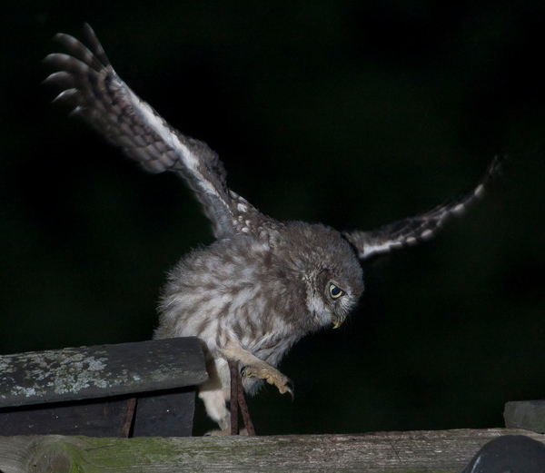 Natuurpunt Denderleeuw