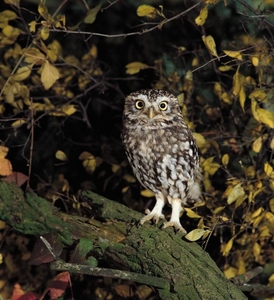 2018_03_31 Natuurpunt nacht van de steenuil 06