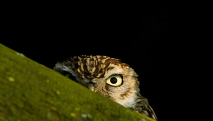 2018_03_31 Natuurpunt nacht van de steenuil 08