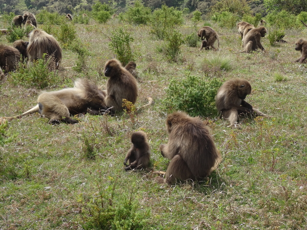 4C Simien mountains NP _DSC00383