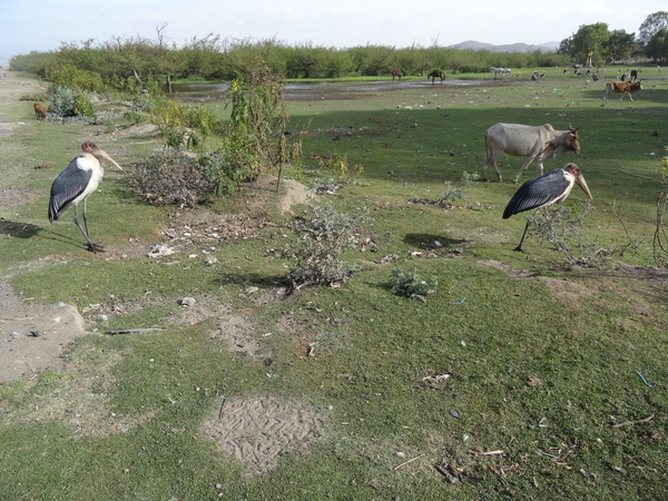 7C Addis Abeba -- Awassa  _DSC00884