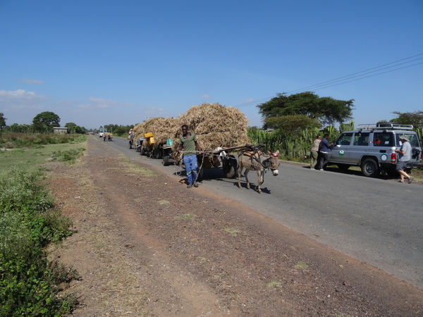 8D Awassa--Karat-Konso  _DSC00959