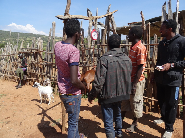 D6 Kay Afer, veemarkt _DSC01367