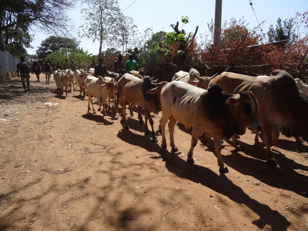 D6 Kay Afer, veemarkt _DSC01369