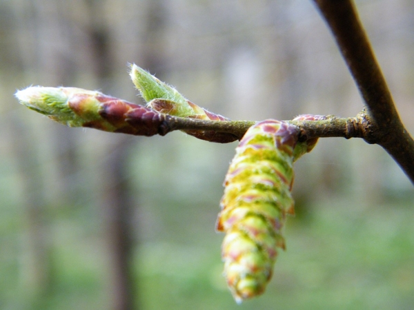 2018_04_03 Wellemeersen 15