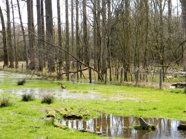 Wellemeersen Denderleeuw