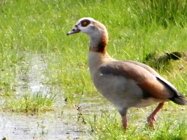 Wellemeersen Denderleeuw