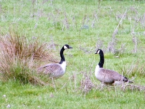 2018_04_03 Wellemeersen 25