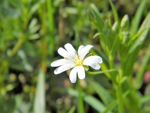 2018_04_08 Natuurpunt Molenbeeekmeersen 08