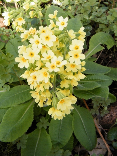 Natuurpunt Denderleeuw