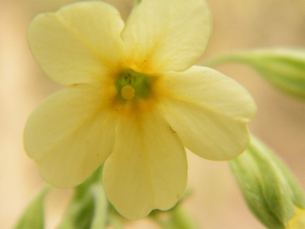 Natuurpunt Denderleeuw