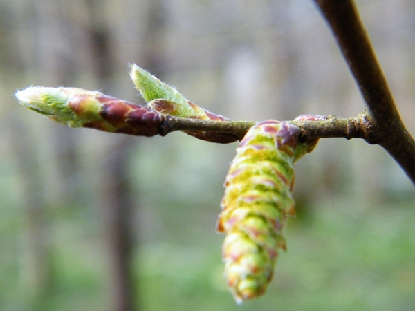 Natuurpunt Denderleeuw