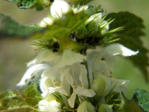 2018_04_08 Natuurpunt Molenbeeekmeersen 12