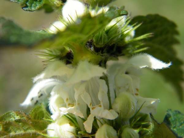 Natuurpunt Denderleeuw