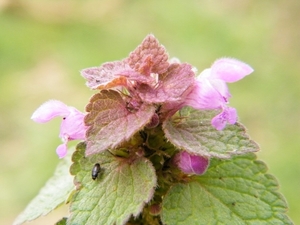 2018_04_08 Natuurpunt Molenbeeekmeersen 13