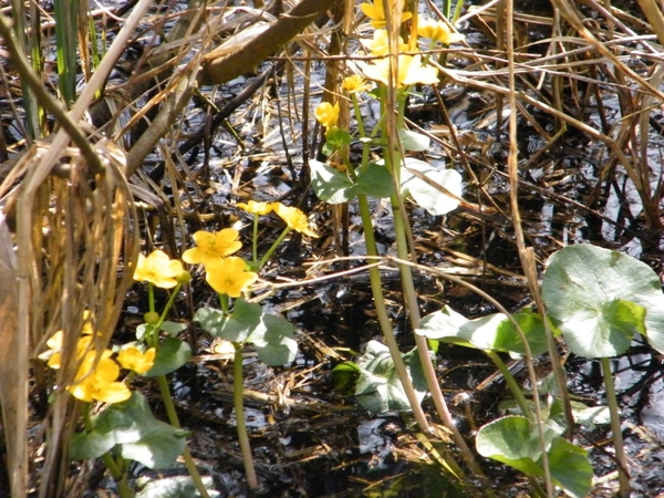 Natuurpunt Denderleeuw