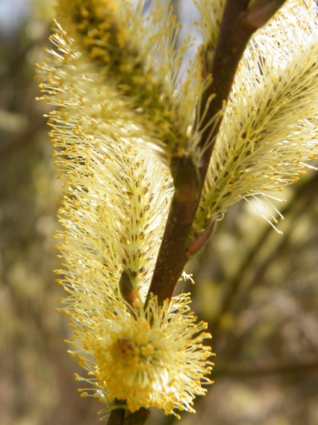 Natuurpunt Denderleeuw