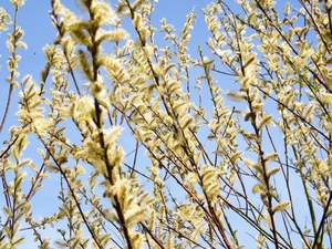 2018_04_08 Natuurpunt Molenbeeekmeersen 16