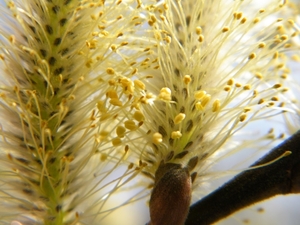 2018_04_08 Natuurpunt Molenbeeekmeersen 17