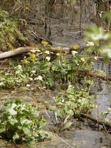 2018_04_08 Natuurpunt Molenbeeekmeersen 22