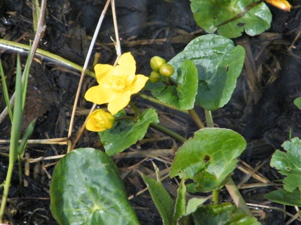 Natuurpunt Denderleeuw