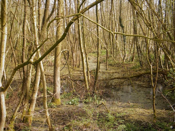 Natuurpunt Denderleeuw