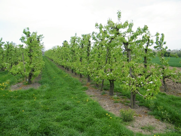 bloesemtocht Borgloon