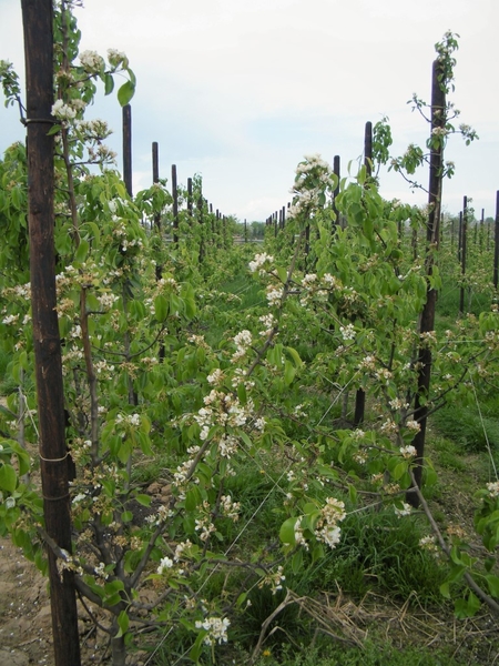 bloesemtocht Borgloon